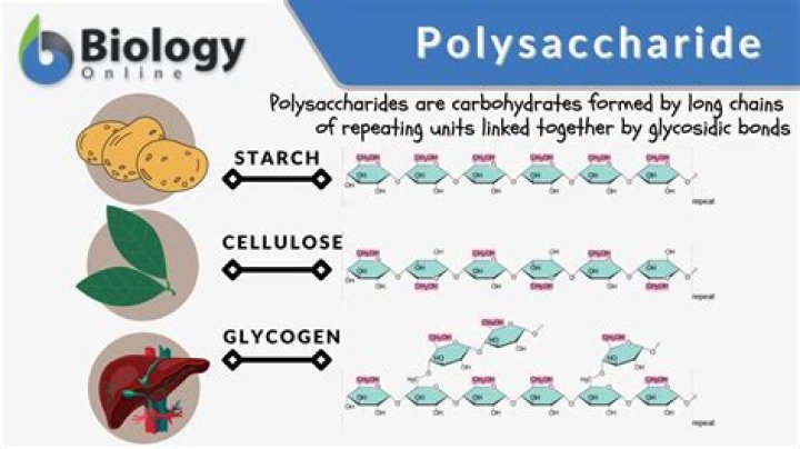 polysaccharide examples