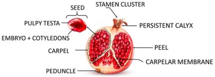 pomegranate seeds name