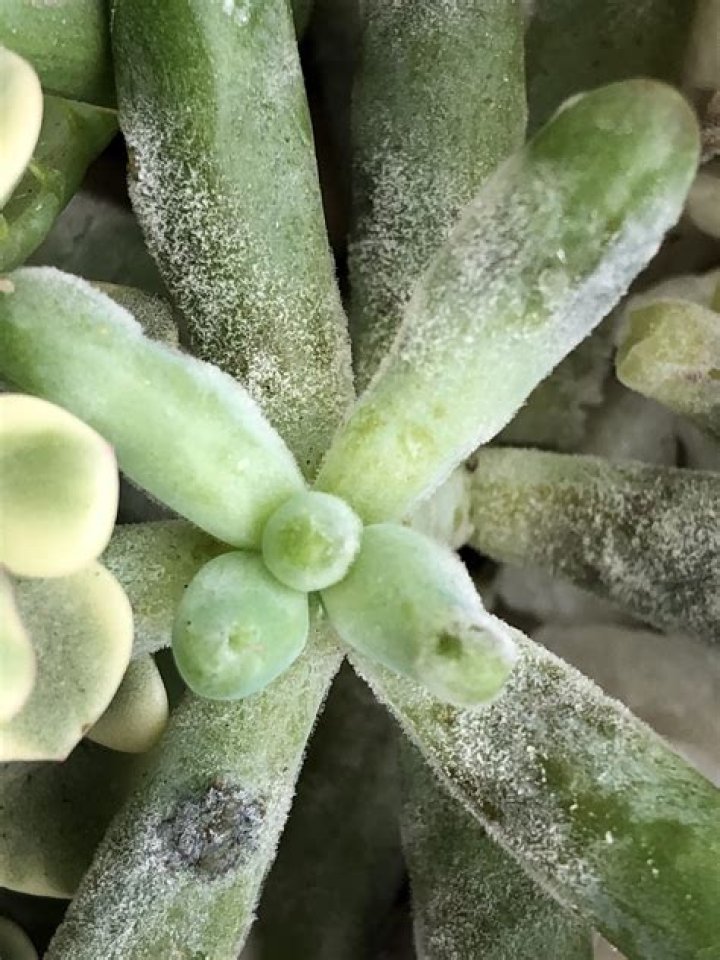 powdery mildew on succulents