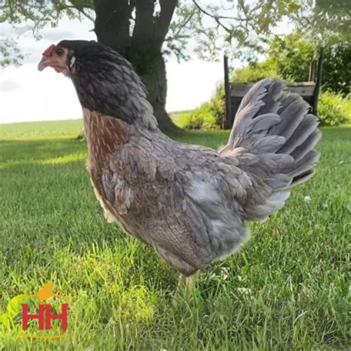 prairie bluebell egger