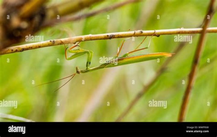 praying mantis colorado
