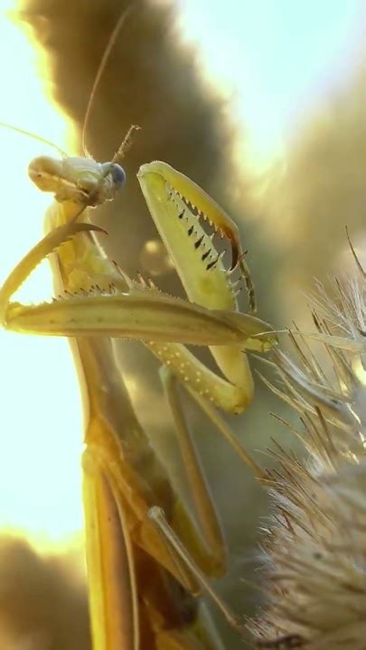 praying mantis intelligence