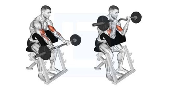 preacher curls