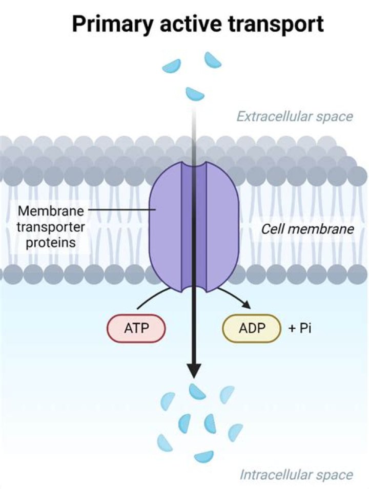primary active transport