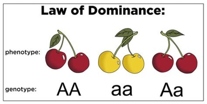 principle of dominance