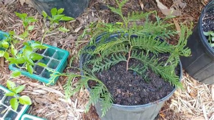 propagating arborvitae