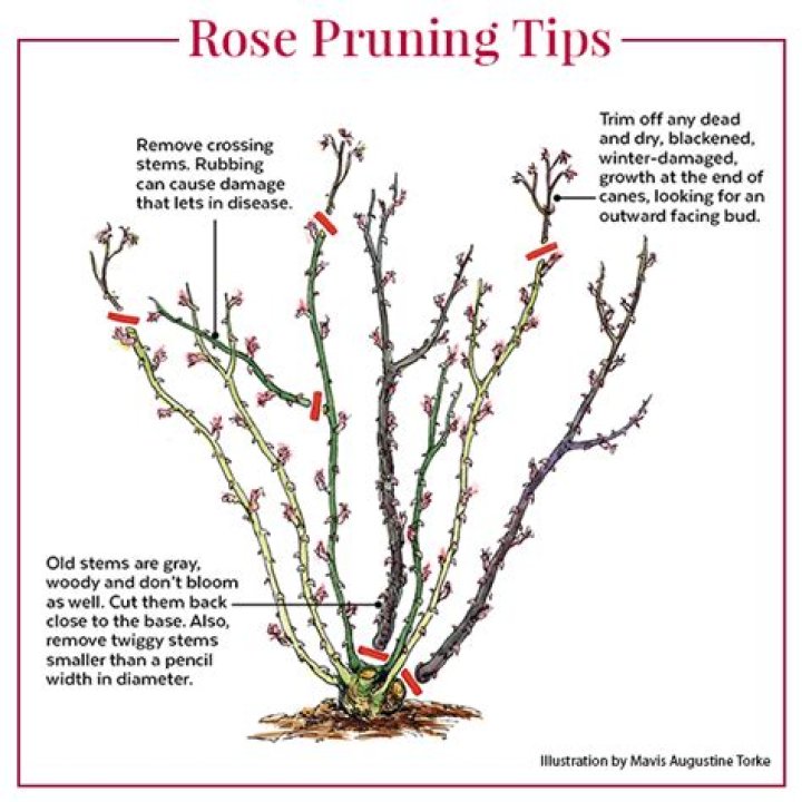 pruning overgrown knockout roses