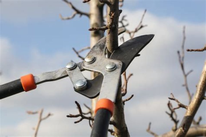 pruning pecan trees