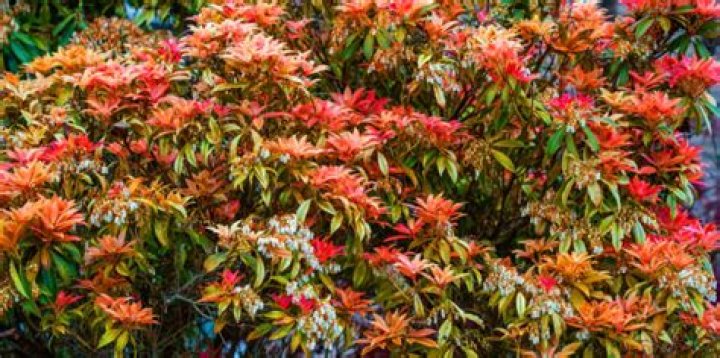 pruning pieris forest flame