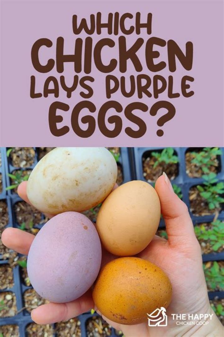 purple chicken eggs