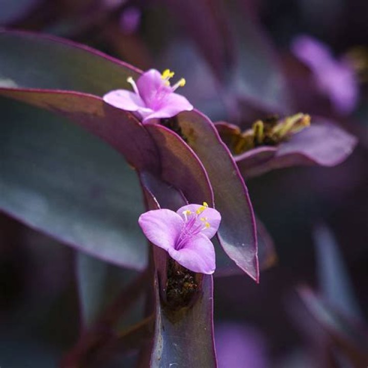 purple heart plant poisonous to humans