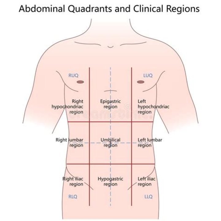 quadrants of abdomen
