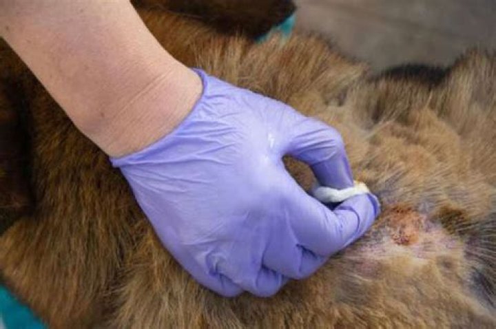 ¿Qué es la dermatitis bacteriana