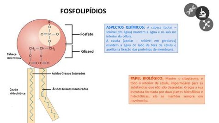 ¿Qué significa que los fosfolípidos son Anfipaticos