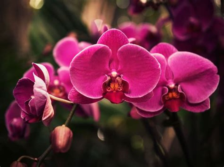 ¿Que simboliza la orquídea