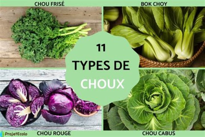 Quels sont les différents types de légumes