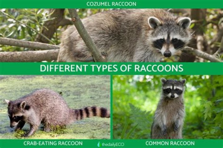 racoon in the daytime