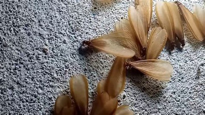 rain flies