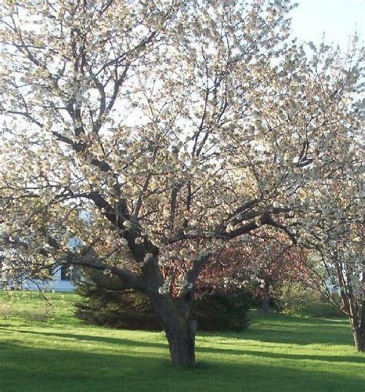 rainier cherry tree zone