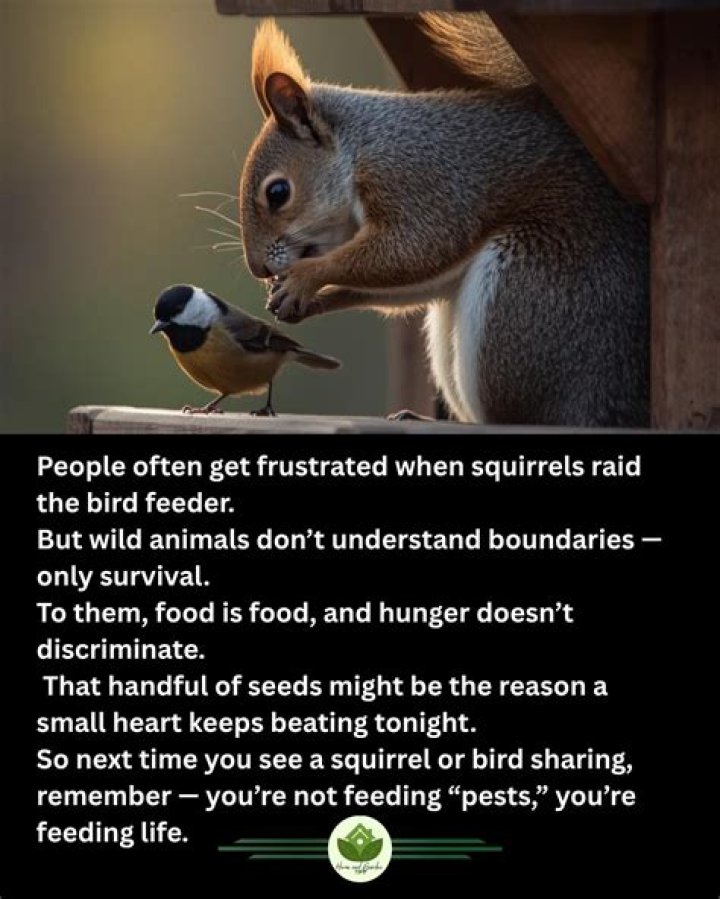 rapid beating bird