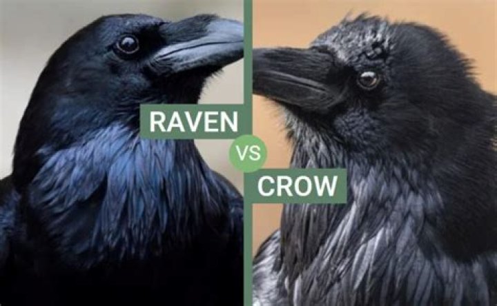 ravens in california
