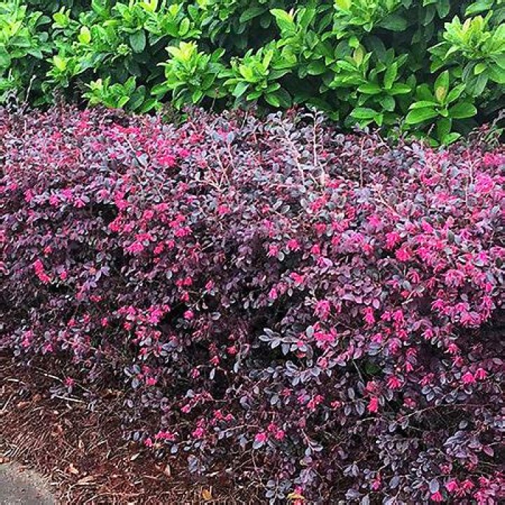 red diamond loropetalum