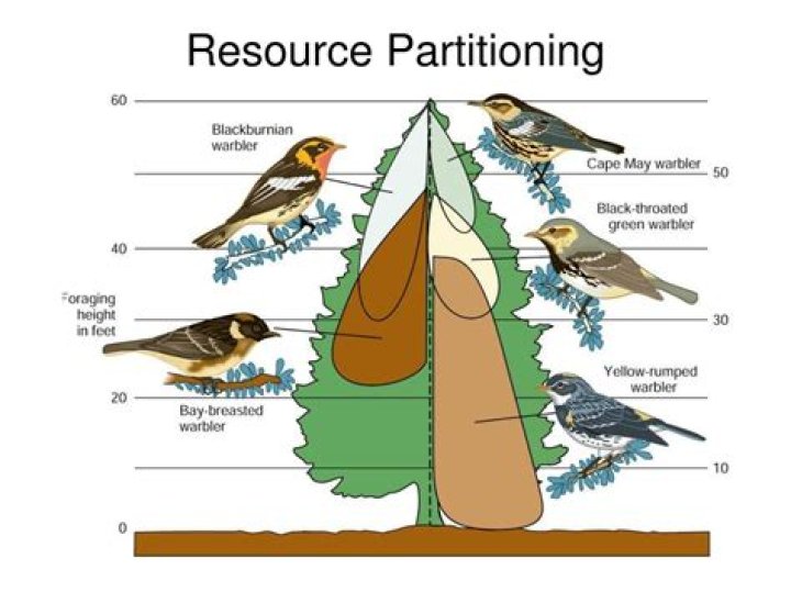 resource partitioning