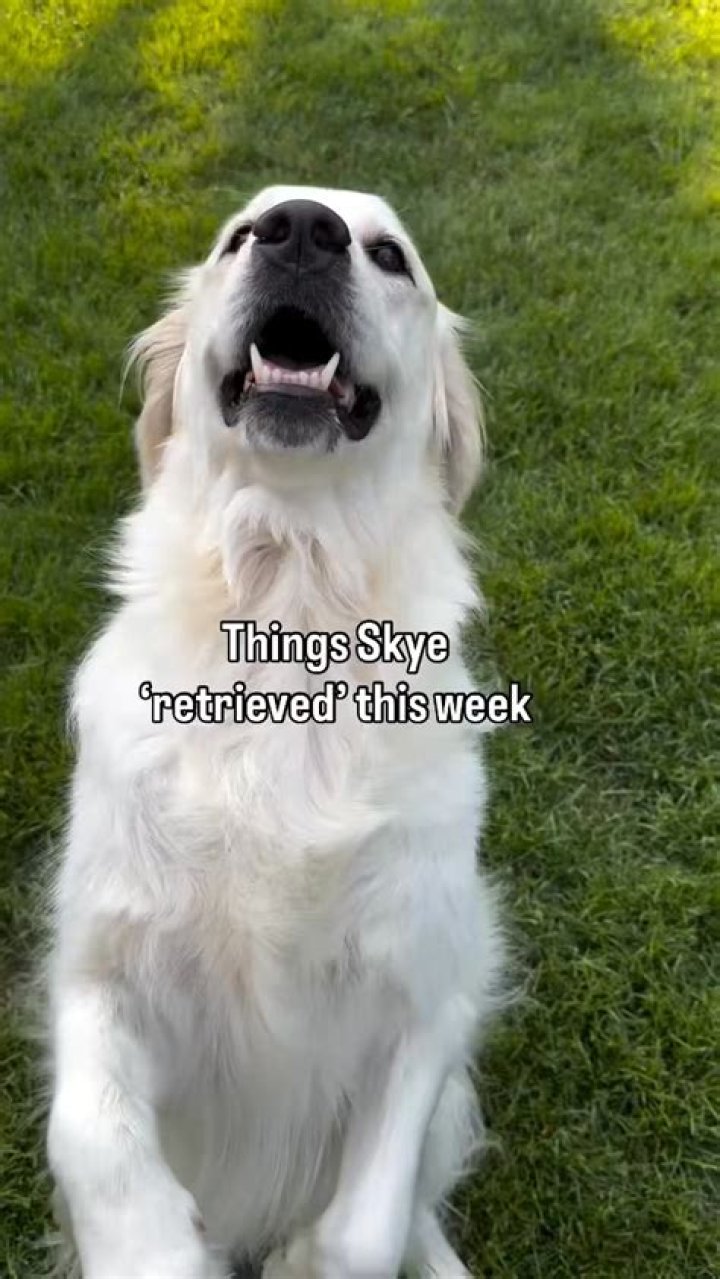 retrieved the golden