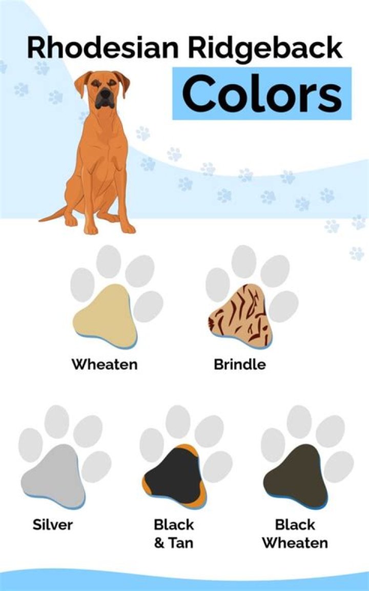 rhodesian ridgeback colors