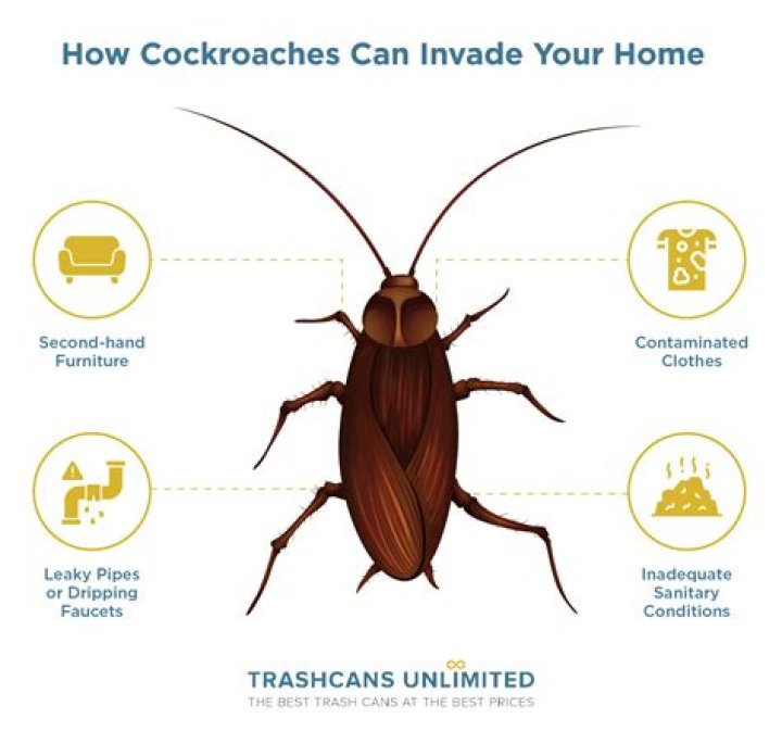 roaches in car vents