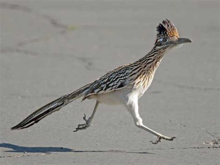 roadrunner bird