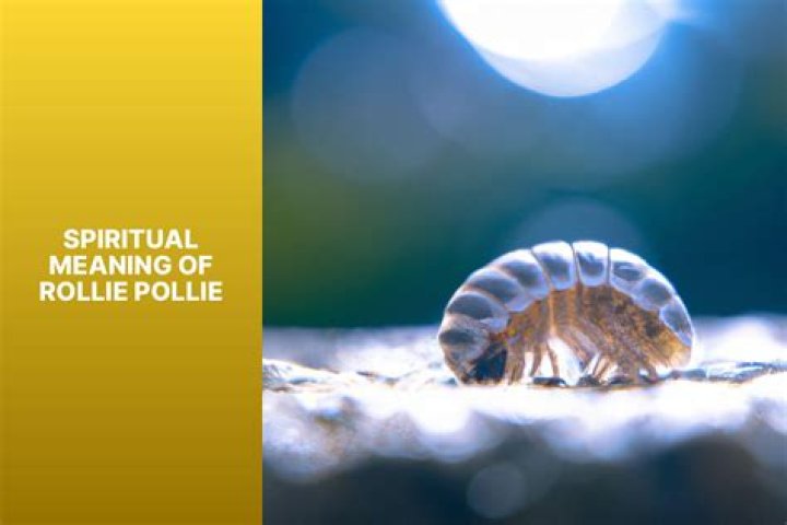 rollie pollie meaning