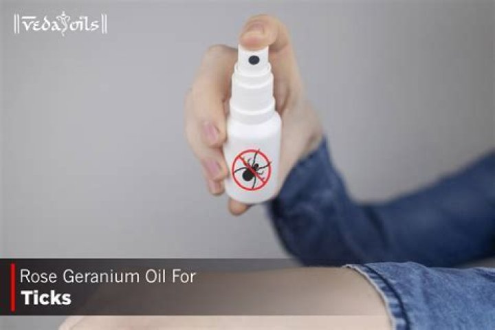 rose geranium oil for ticks