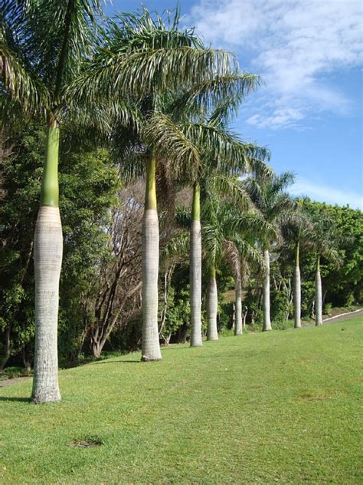 royal palm tree