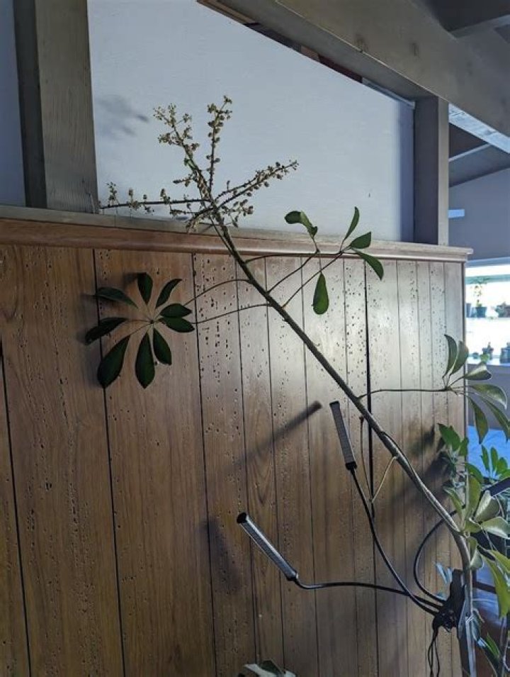 rubber tree losing leaves