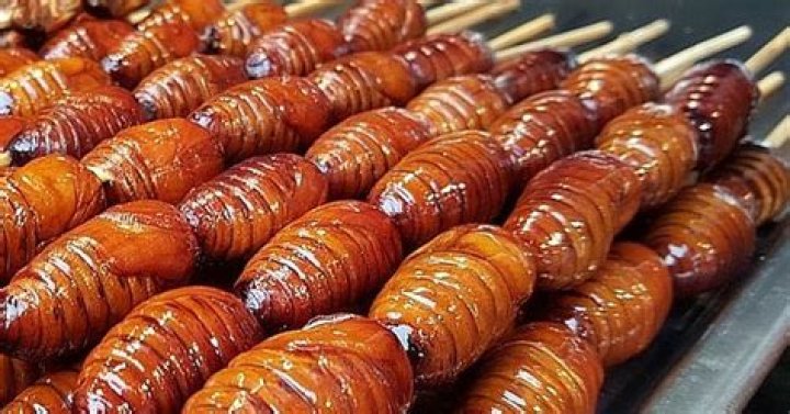 sago worms