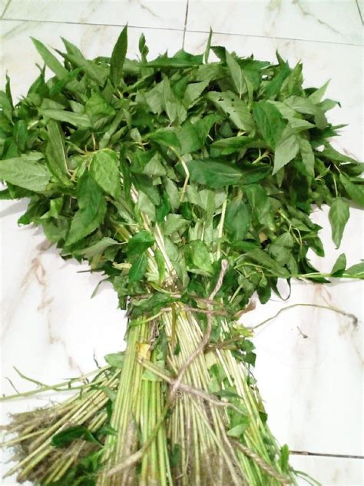 saluyot leaves