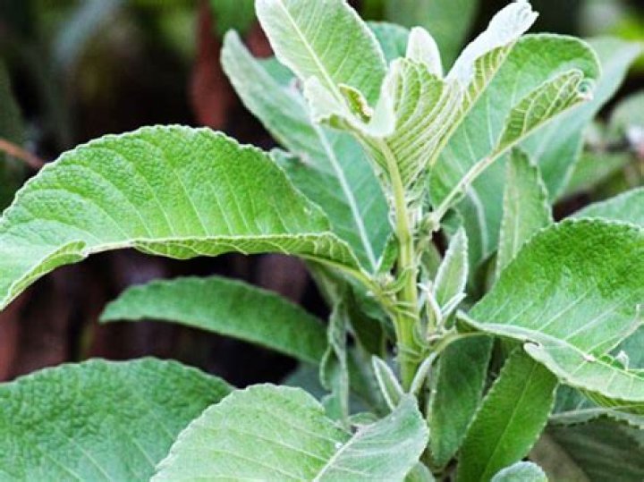 sambong leaves