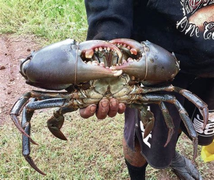 samoan crab hawaii