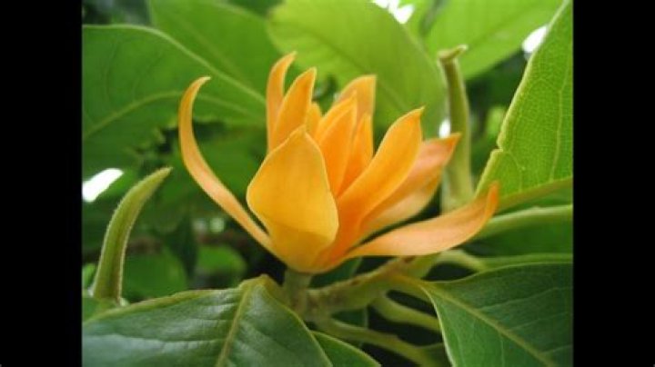 sampangi flower