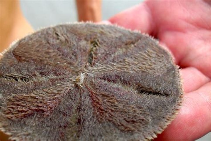 sand dollar alive