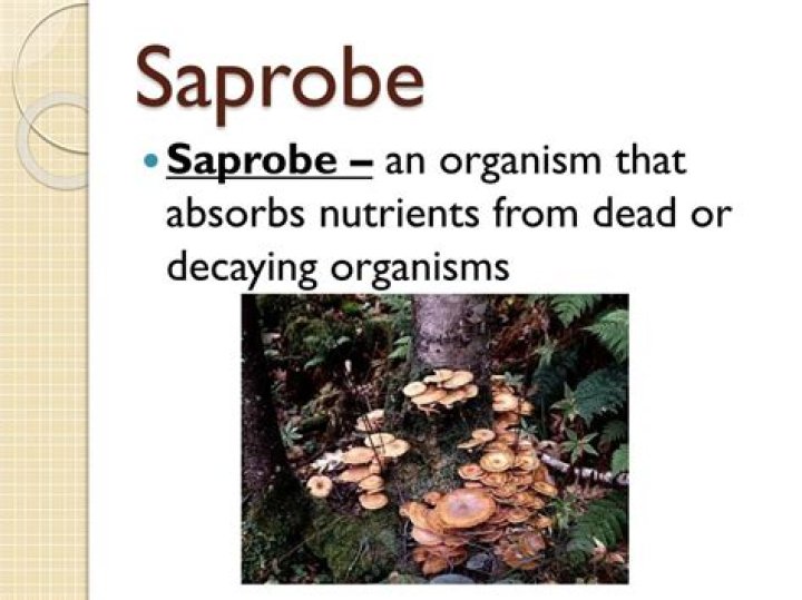 saprobe definition