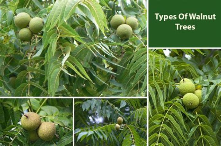 scientific name of walnut