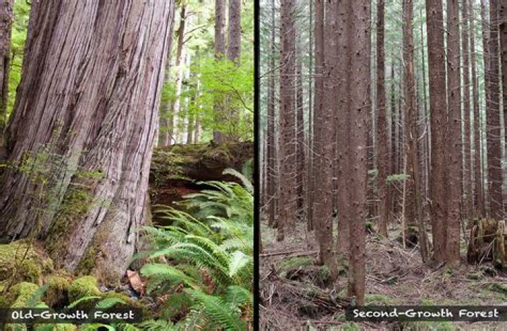 second growth forest
