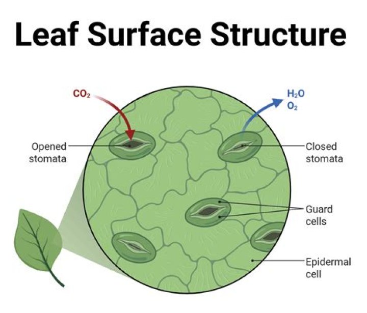 seed leaves function