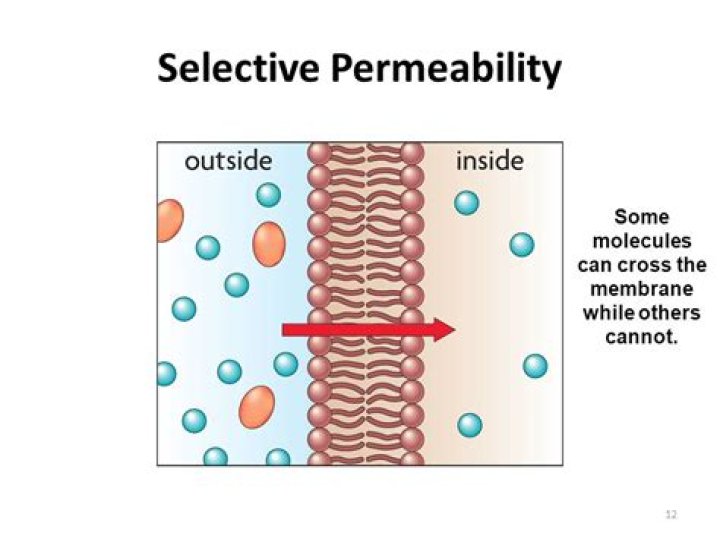selective permeability