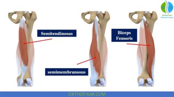 semimembranosus