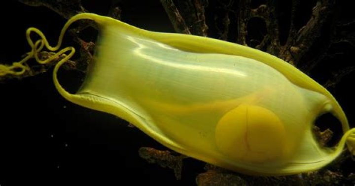shark eggs
