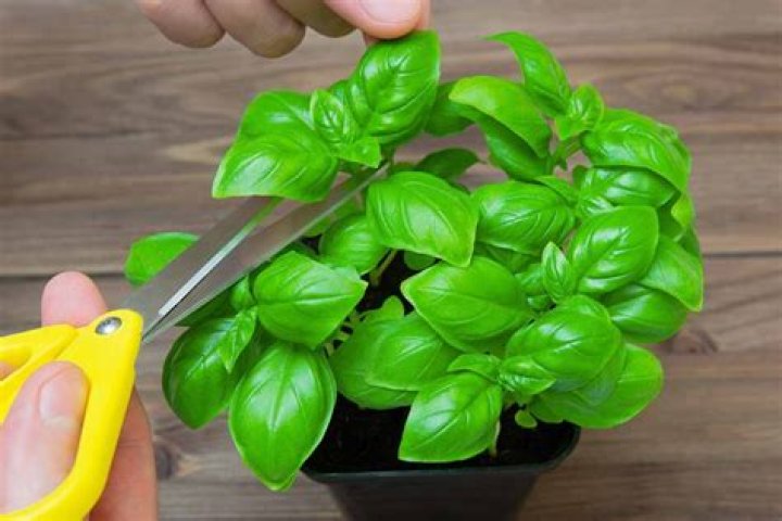 Should I trim my basil plant?
