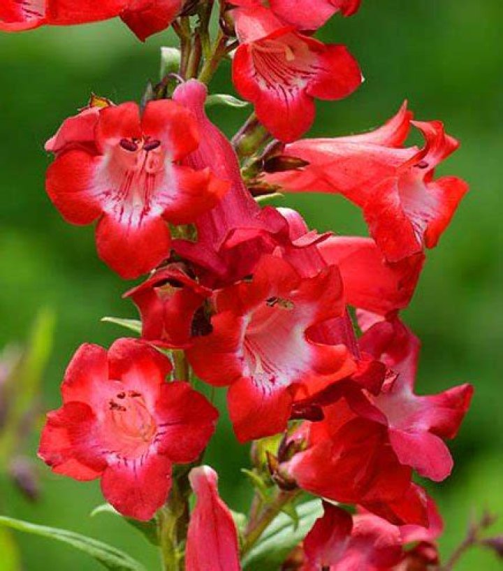 Should penstemon be cut back